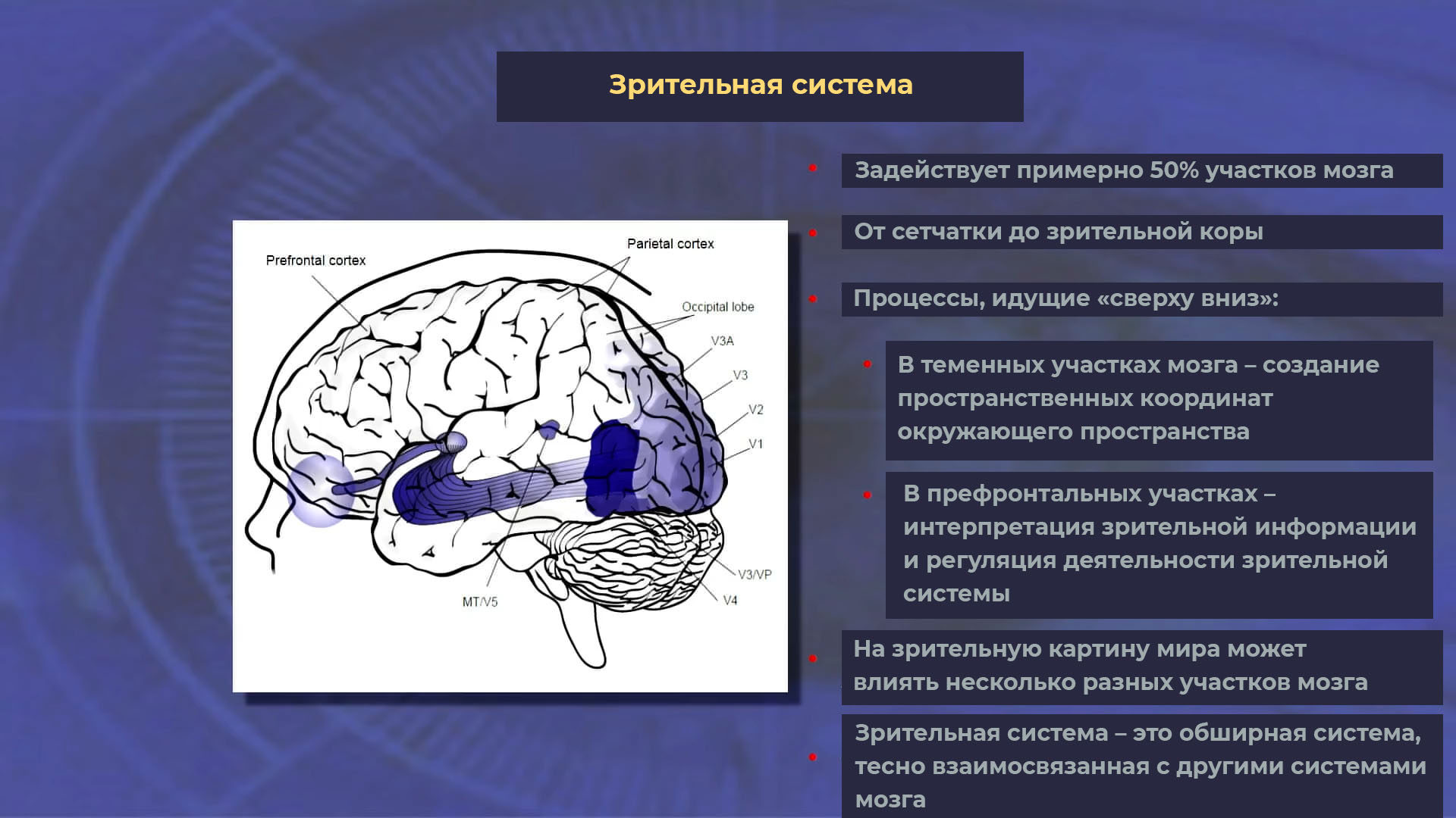 Зрительный отдел мозга. Зрительная зона коры головного мозга.