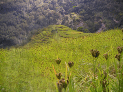 Пример визуального снега